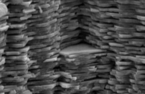 Cross section image of nacre.Calcium carbonate plates are bonded by polymer.